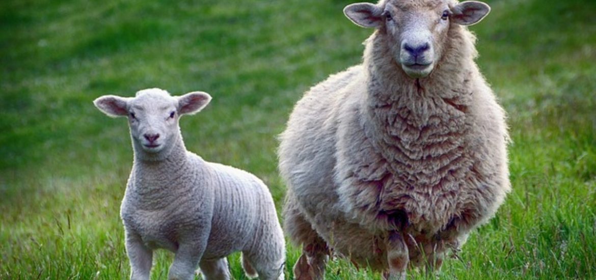 9 façons différentes d'utiliser la laine de mouton‍